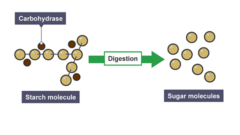 A carbohydrase and starch molecule being digested into sugar molecules