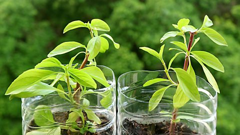 Two plants are being grown in pots made from plastic bottles