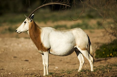 Scimitar-horned oryx