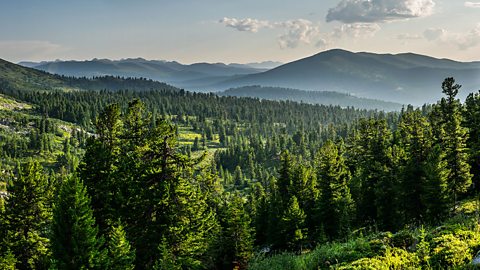 A Taiga biome in Russia, with evergreen forest