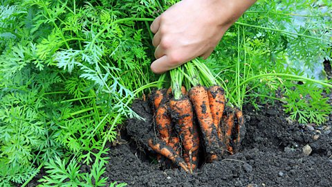 A gardener pulls newly grown carrots out of a vegetable patch in their garden. 