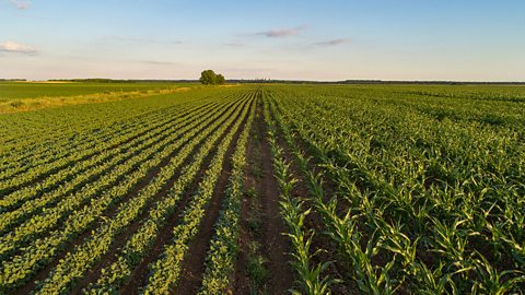 A field full of rows of growing crops