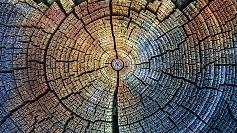 Tree rings