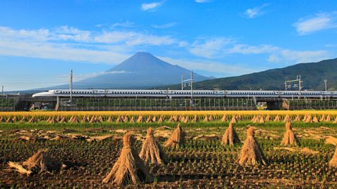 A white Shinkansen train travels through a field of grain with Mount Fuji in the background