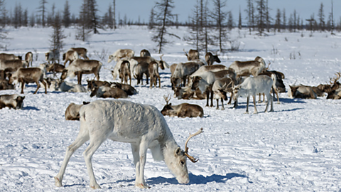 Reindeer on the Taimyr Peninsula in Arctic Russia. This Tundra biome is snowy and cold. 