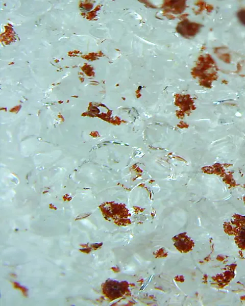 ALPALGA Researchers discovered a new genus of algae called Sanguina that is responsible for the red snow in the French Alps above 2,400 metres (7,874ft) (Credit: ALPALGA)