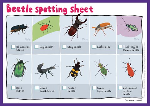 A cartoon Beetle spotting sheet depicting 10 types of beetle