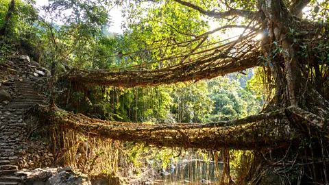 Trishna Mohanty Among the several living root bridges scattered across the valleys of Khasi Hills, the most recognizable is the Umshiang double-decker bridge (Credit: Trishna Mohanty)