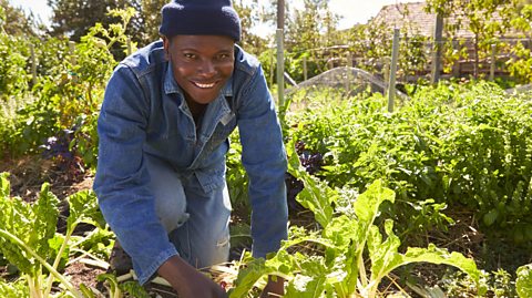 Person tending their allotment.