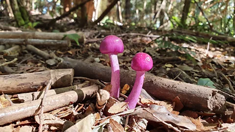 Alexis Gonzalez/Getty Images Chile's many ecosystems diverse fungi. "Every time I go into the field I find new species – it's a goldmine," said Furci (Credit: Alexis Gonzalez/Getty Images)