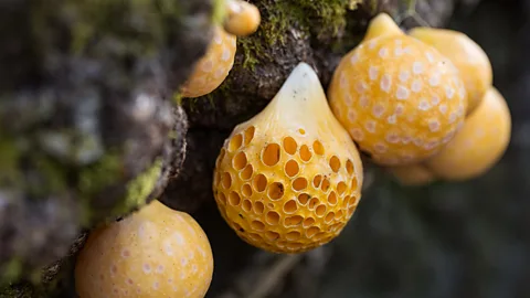 pablo_rodriguez_merkel/Getty Images Close-up of a Cyttaria hariotii, also known as llao llao mushroom
