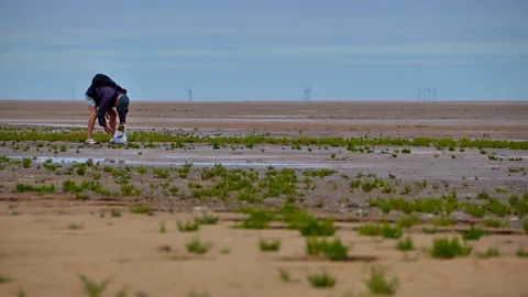 Deveritt/Getty Images Samphire can be found around Britain, but the best is considered to grow in Norfolk's vast tidal mudflats (Credit: Deveritt/Getty Images)