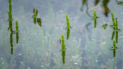 Hanne Siebers Marsh samphire covered by high tide at Blakeney Point, Norfolk