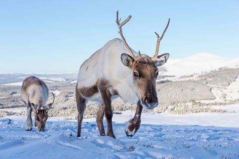 Two reindeer walking through the snow 