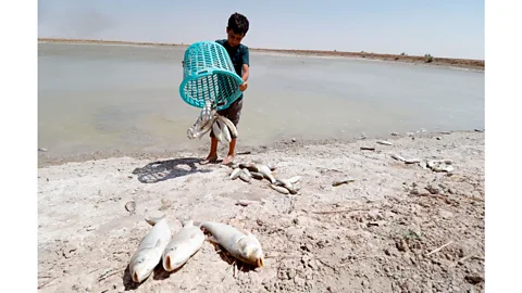 Haidar Mohammed Ali/AFP/Getty Images Falling water quality around Basra, southern Iraq, has been exacerbated by reduced river flows due to damming in Turkey (Credit: Haidar Mohammed Ali/AFP/Getty Images)