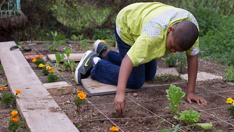 A boy plants flowers in the ground