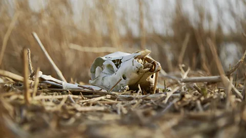 Getty Images The Dutch nature reserve Oostvaardersplassen became a natural experiment in death ecology when a large portion of its grazers died one winter (Credit: Getty Images)