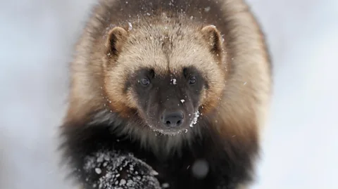 Alamy A study in Norway found that animals' bodies became an important source of food to a range of animals (Credit: Alamy)