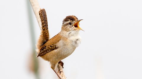 A wren (small bird) singing