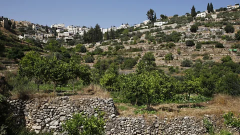 Eddie Gerald/Getty Images Battir's terraces are rock-walled agricultural plots that have grown olives and vegetables since antiquity (Credit: Eddie Gerald/Getty Images)