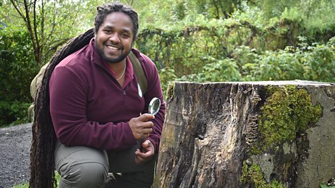 Ranger Hamza inspecting a tree stump with a magnifying glass.