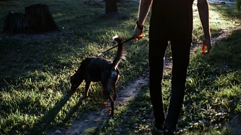 Getty Images We've gotten used to being able to take short breaks to walk the dog or unload the dishes – but these opportunities will be fewer when we're back in office (Credit: Getty Images)
