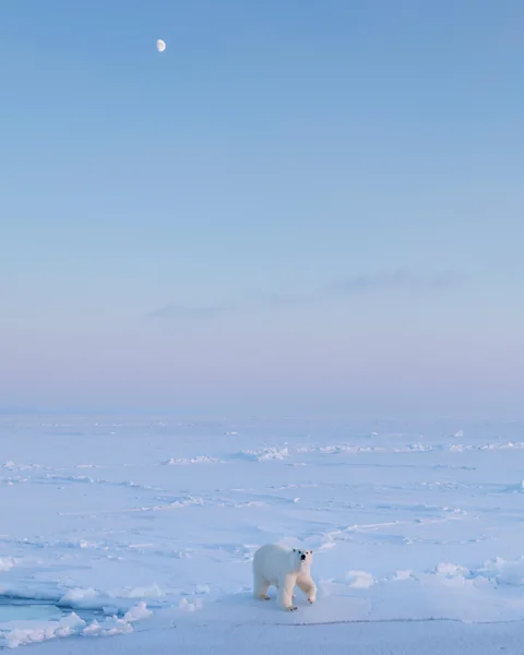 Alamy The moon has a subtle effect on ice in the Arctic through both the tides and its light (Credit: Alamy)