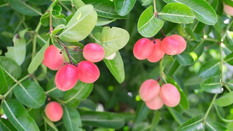 Alamy One of the shrubs used in The Great Hedge of India was the carandas plum, which produces fruits that are used as a condiment in Indian pickles (Credit: Alamy)