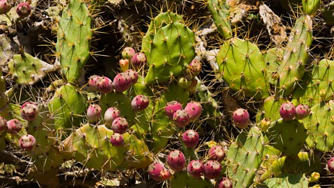 Alamy The customs hedge was made primarily of thorny bushes such as the prickly pear, chosen to deter smugglers from crossing it (Credit: Alamy)