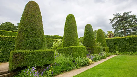 Alamy Unlike the whimsical hedges in traditional English gardens, the customs hedge was designed to divide (Credit: Alamy)