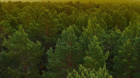 A Scottish forest