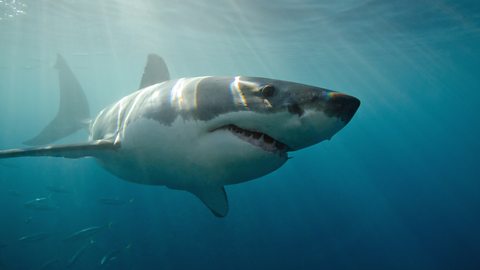 Sharks bbc news