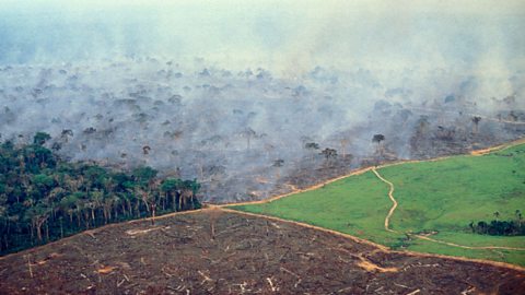 Deforestation in the Amazon Rainforest