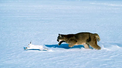 Tom Brakefield/Getty Images Repeated chases by predators can alter snowshoe hare behaviour and lead them to have fewer young (Credit: Tom Brakefield/Getty Images)