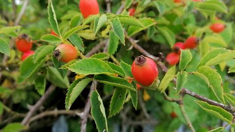 Rosehip bush