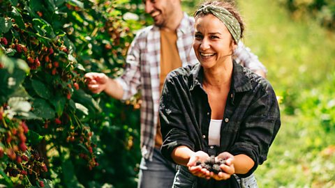 Women and man picking blackberries