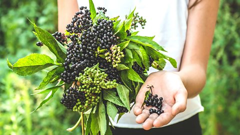 Holding elderberries