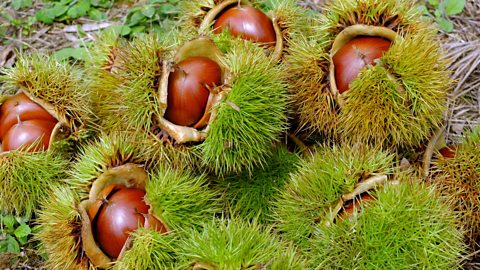 Sweet chestnuts in shell and spiky husk