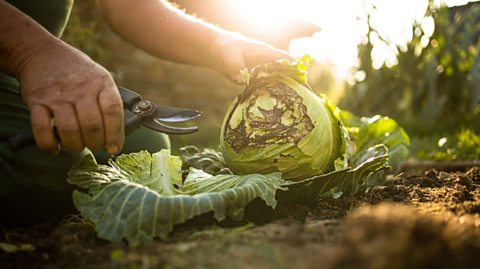 Person cutting cabbage in field