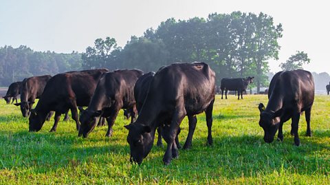 Herd of Aberdeen Angus.