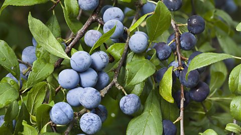 Sloes on bush with leaves