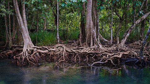 mangrove trees with roots above and below the water