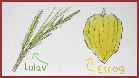 Image: illustration of an etrog and lulav