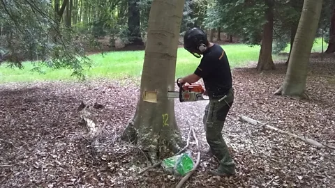 Beech sapling grown into letter 'N' is named England's Tree of the