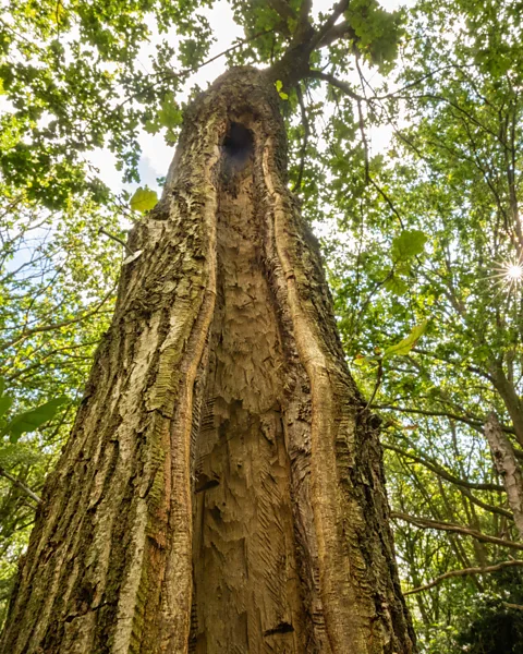 Alex Hyde When a tree is artificially hollowed out, it can heal around the cut to imitate the hollowing that often happens naturally with age (Credit: Alex Hyde)