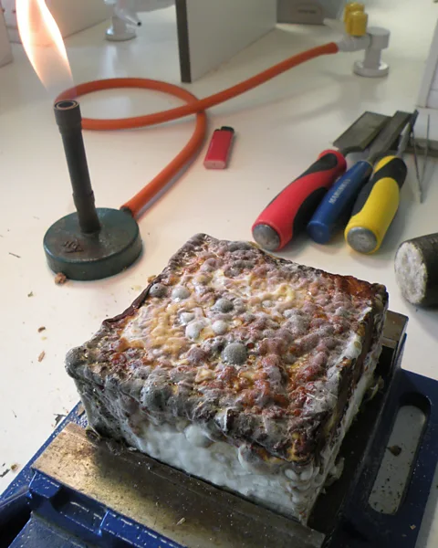 Matt Wainhouse Sometimes the only way to be sure the right fungi will occupy a tree is to put them there (Credit: Matt Wainhouse)