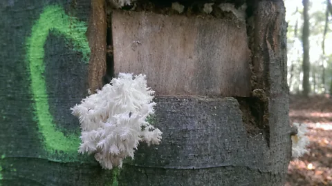 Matt Wainhouse Finding out if today's veteranisation experiments will work will take some time – as most things do when it comes to trees (Credit: Matt Wainhouse)