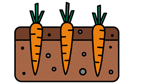 carrots growing in the soil