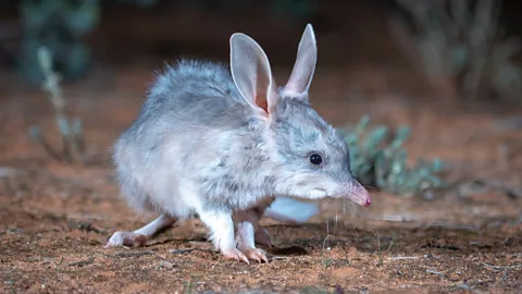 Australian Wildlife Conservancy One of the nation's best-loved marsupials, the bilby is known as "Australia's Easter Bunny" (Credit: Australian Wildlife Conservancy)