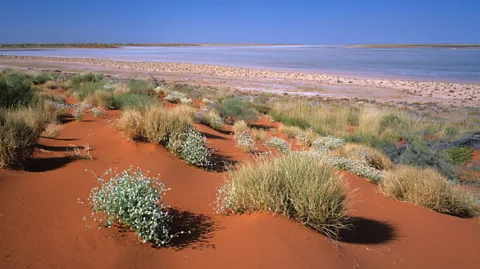 Ted Mead/Getty Images Indigenous rangers at Newhaven Wildlife Sanctuary